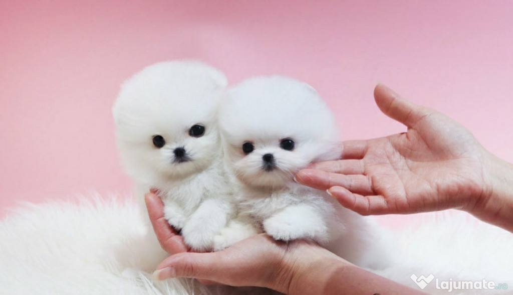 Pomeranian mini boo teeacup Talie foarte mica