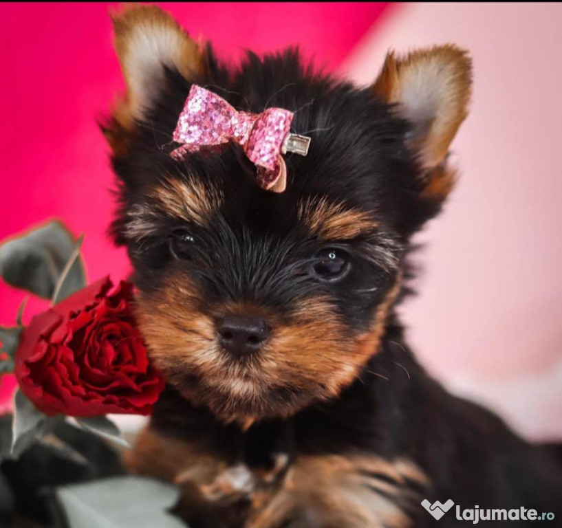 Pui Yorkshire Terrier tali mica