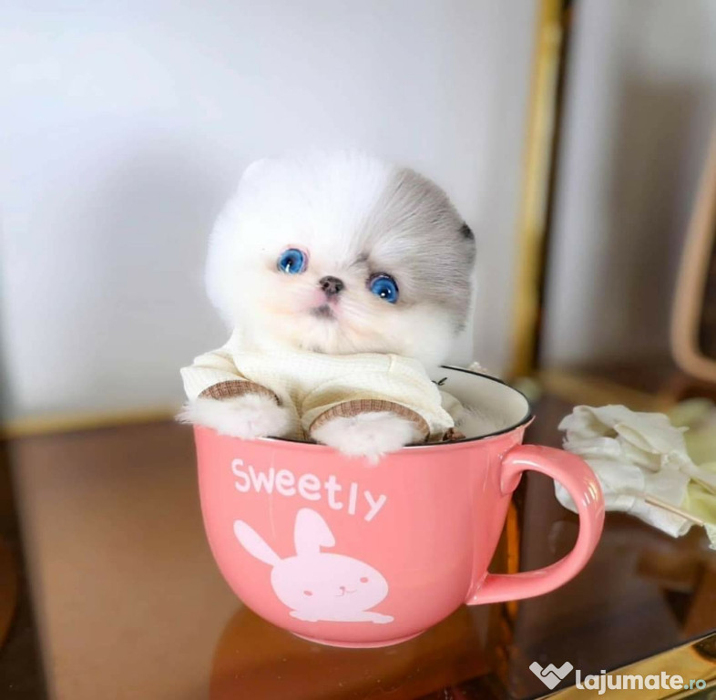 Pomeranian puppy teeacup mini boo