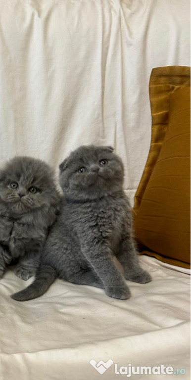 Scottish fold superbi