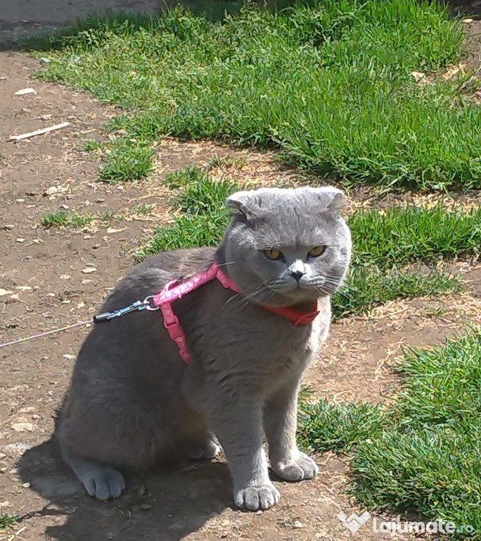 Se vând pisicuță si motănel Scottish Fold Blue