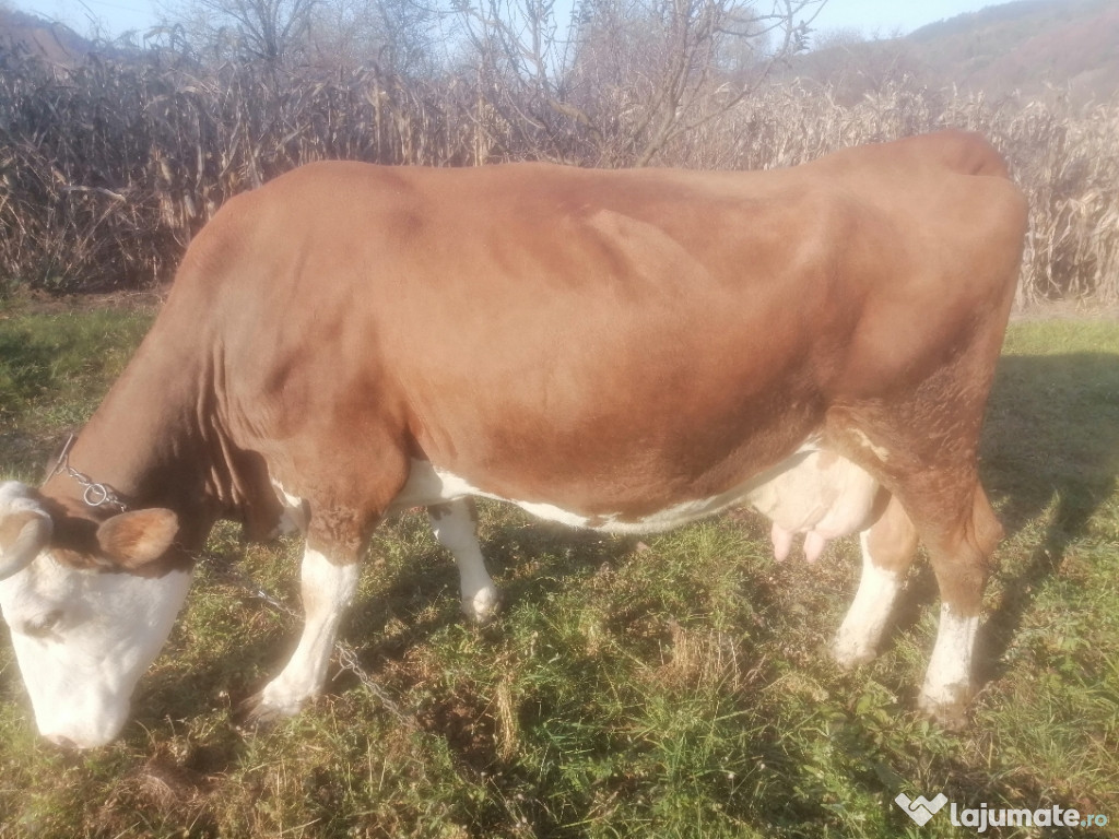 De vânzare vaca baltata românească....