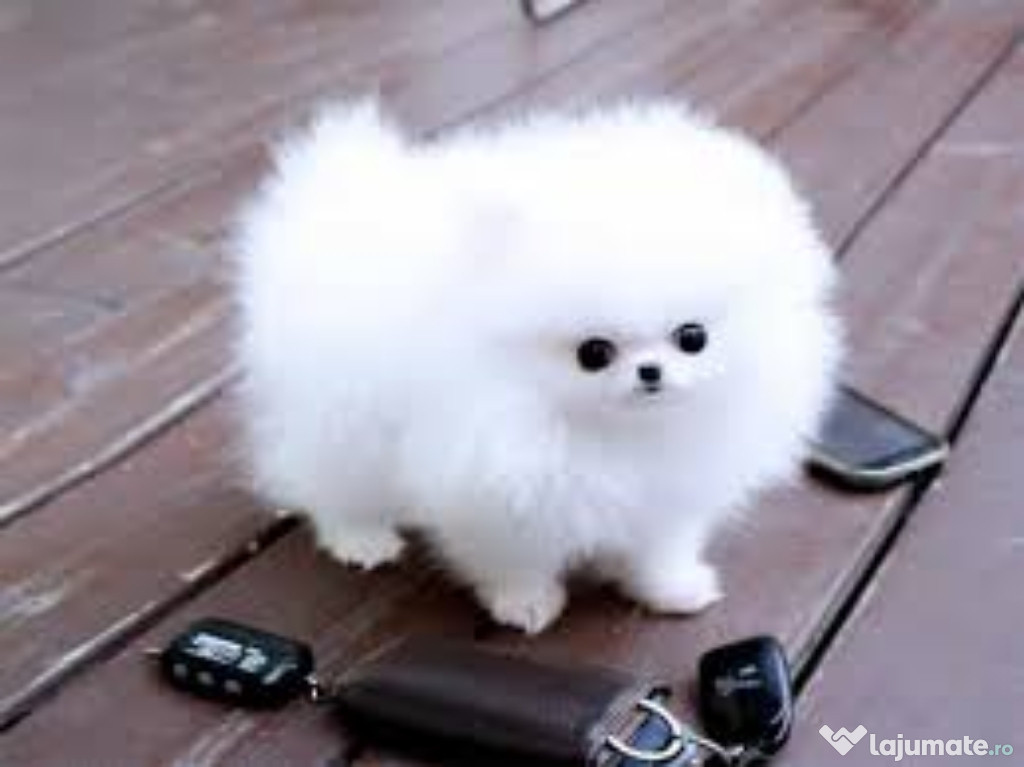 Pomeranian boo cel mai frumos cadou