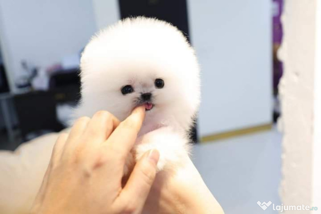 Pomeranian cel mai frumos cadou de neuitat boo