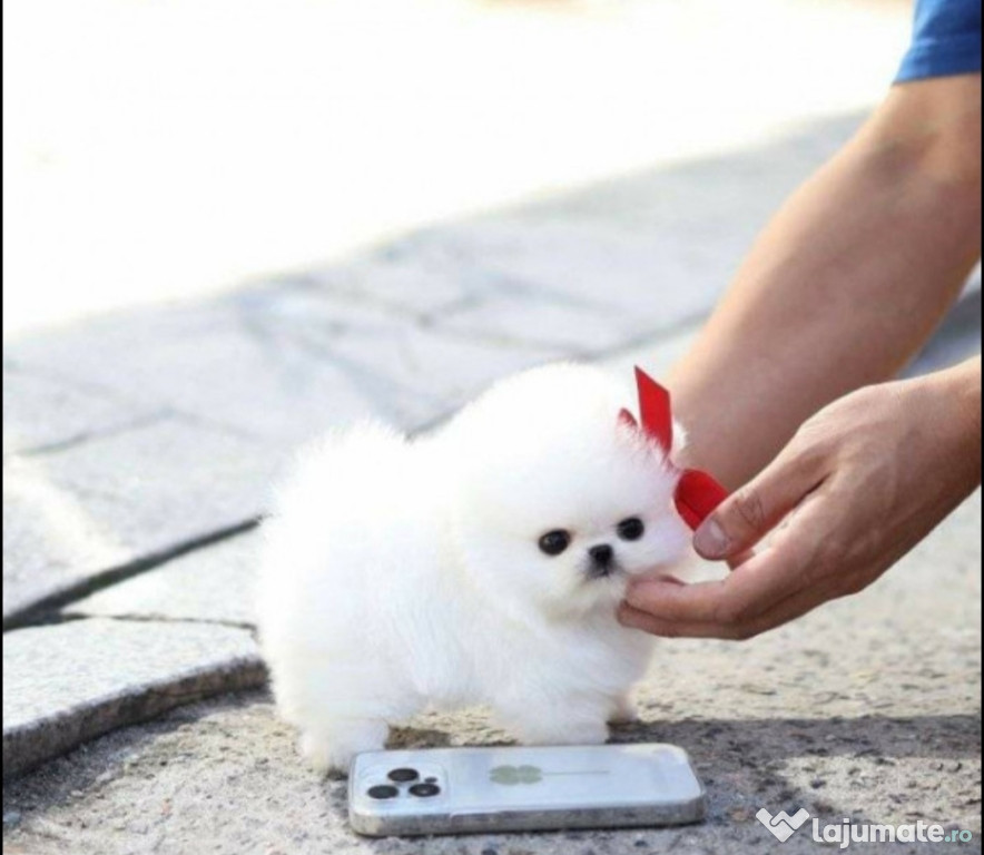 Pomeranian mini teacup cel mai adorabil cadou