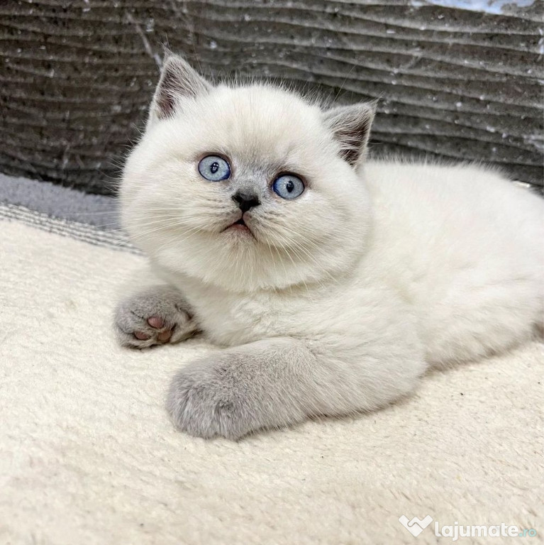 British shorthair băieței și fetițe