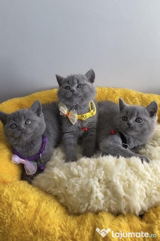 British shorthair băieței și fetițe