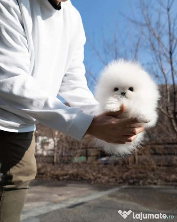 Pomeranian boo cel mai frumos cadou