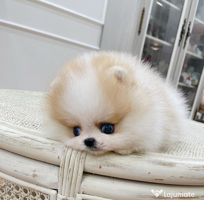 Pomeranian teeacup mini toy