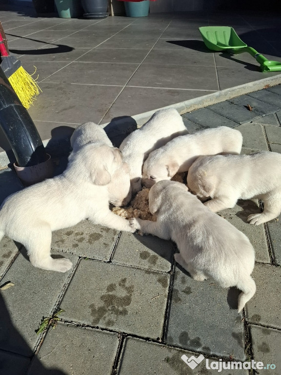 Vand pui labrador băieți si fete