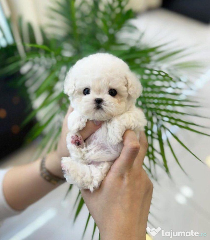 Bichon maltez mini toy