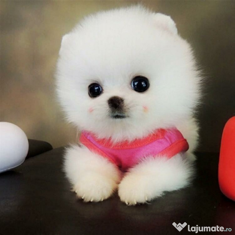 Pomeranian Ursuleț boo