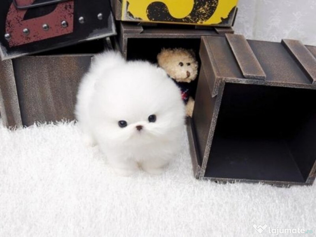 Pomeranian Boo Mini teeacup