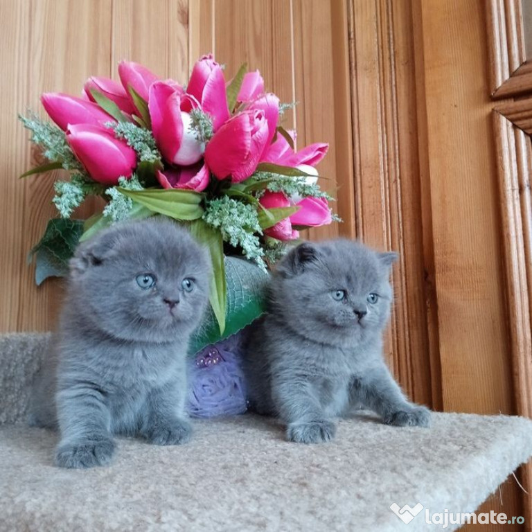 British shorthair scottish fold