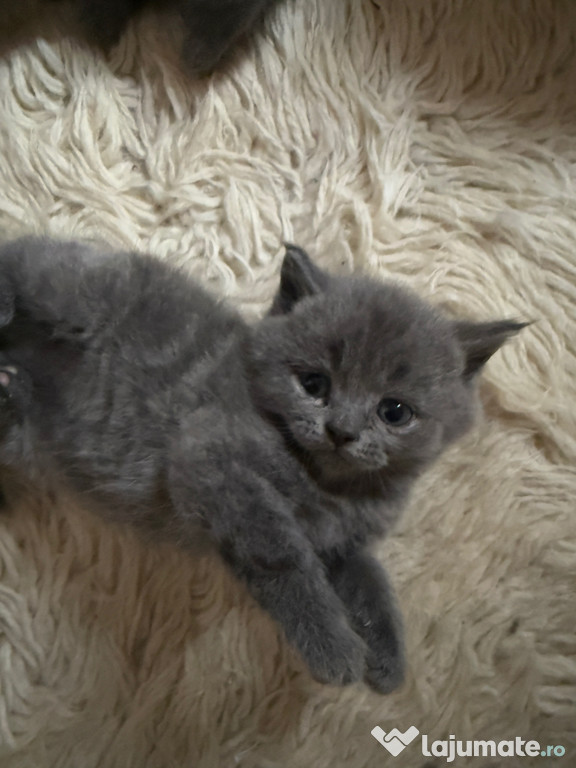 Pui pisici british shorthair