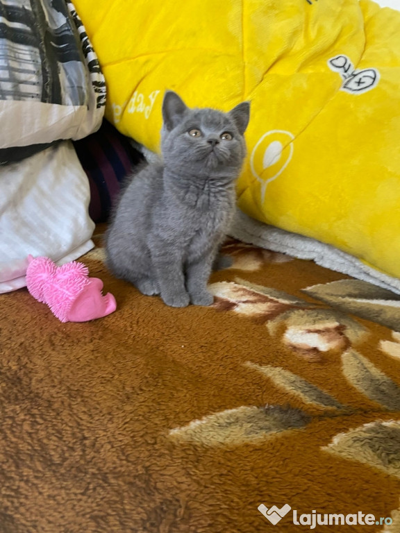 British shorthair fetiță