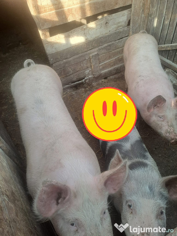 Porci de vanzare