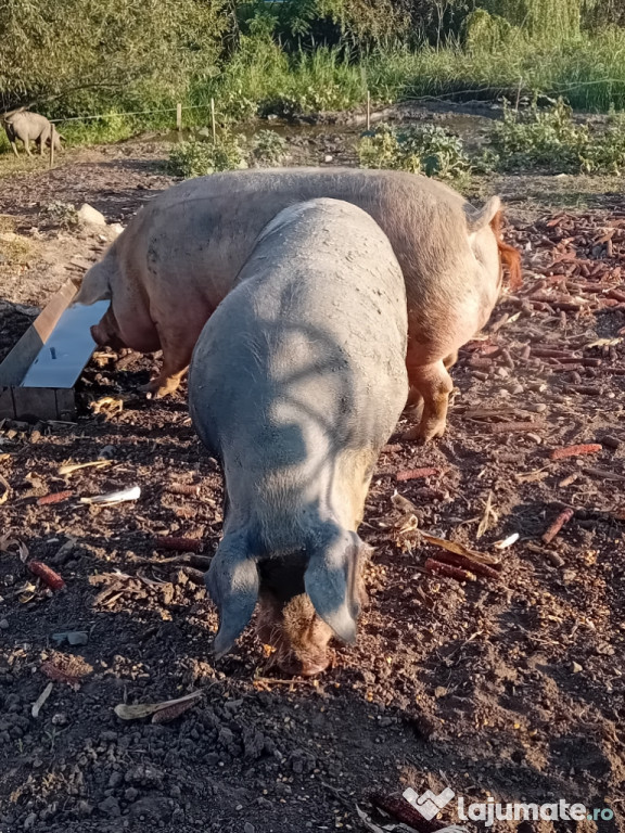 Porci de carne pentru craciun