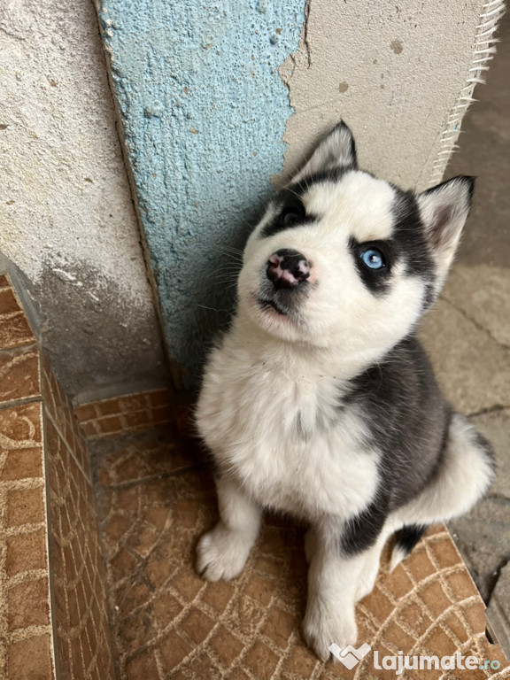 Fetita Husky Siberian