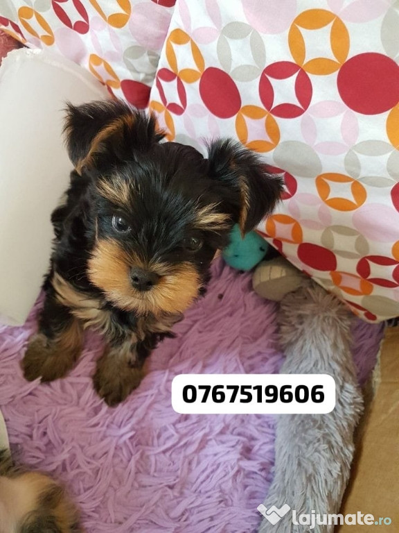 Yorkshire terrier mini toy