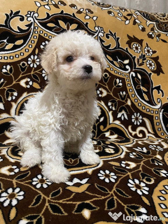 Vând Bichon maltez