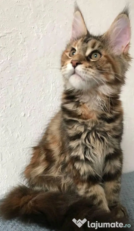 Maine coon băieței și fetițe