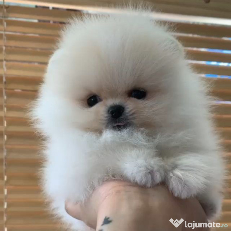 Pomeranian mini toy