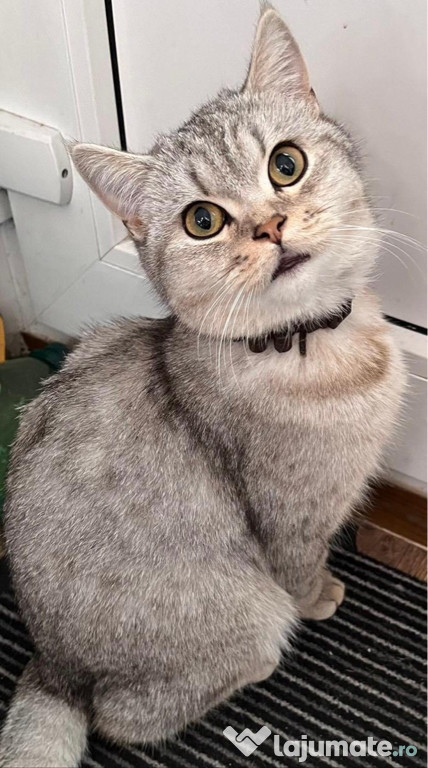 Pisica British Shorthair Silver Shaded