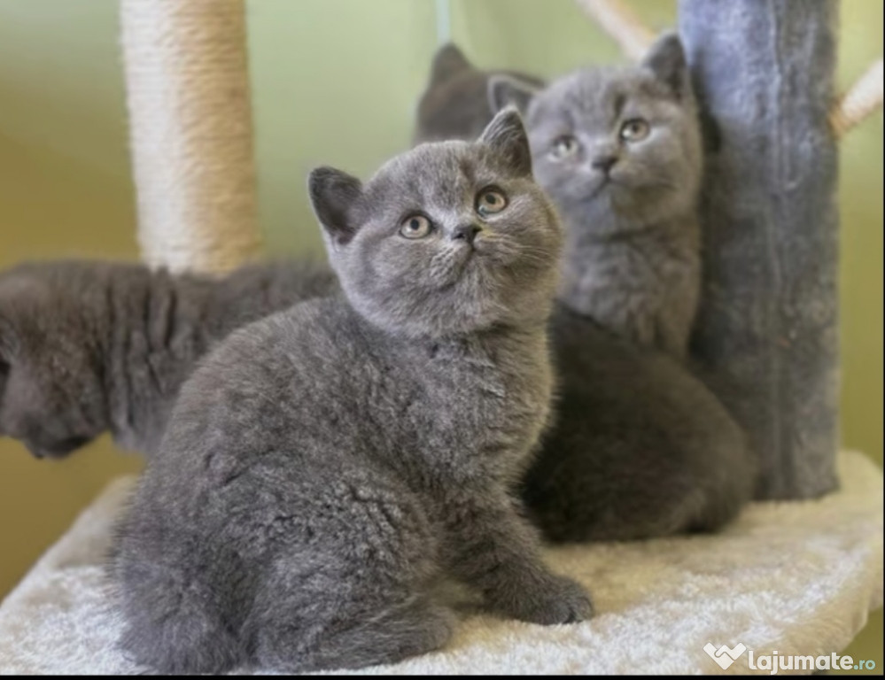 British shorthair puișori superbi