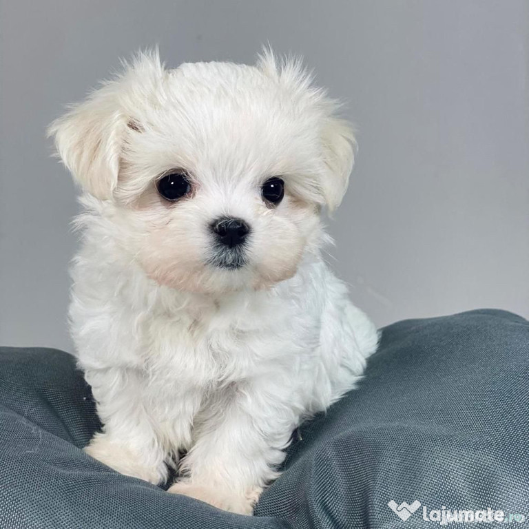 Pui bichon maltez mini toy