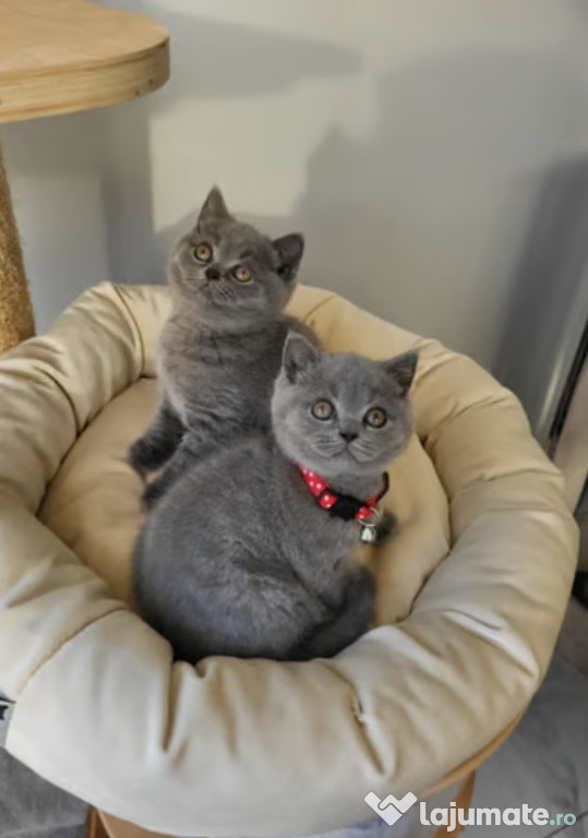 British shorthair băieței și fetițe