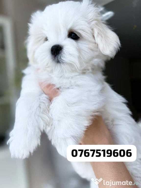 Bichon maltez mini toy