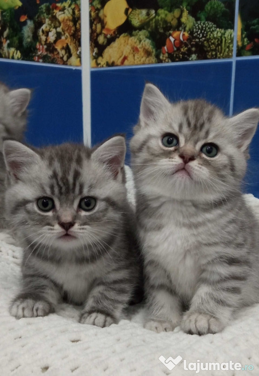 British shorthair băieței și fetițe