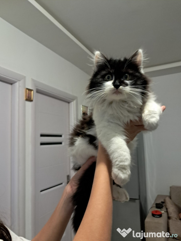 Maine coon băieței și fetițe