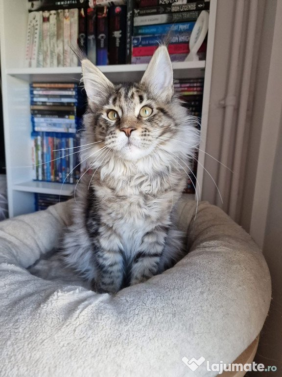 Maine coon superbi