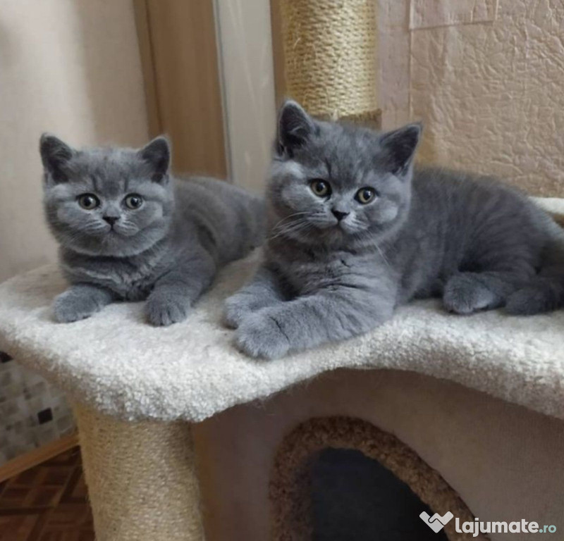 British shorthair băieței și fetițe