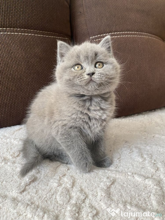 British shorthair motănei și pisicuțe