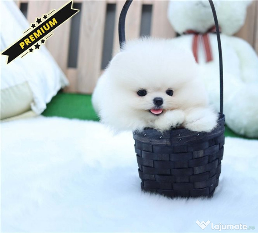 Pomeranian Mini Ursuleț!Asigur transport!