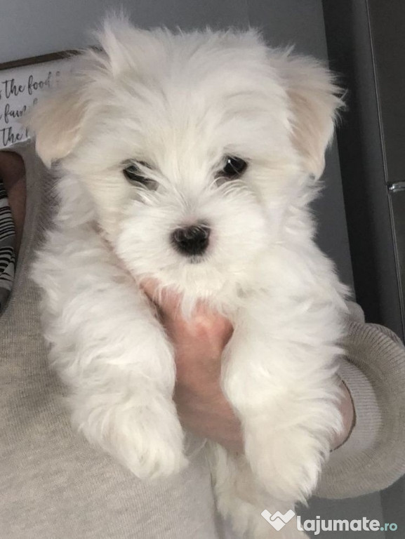 Bichon maltez mini toy