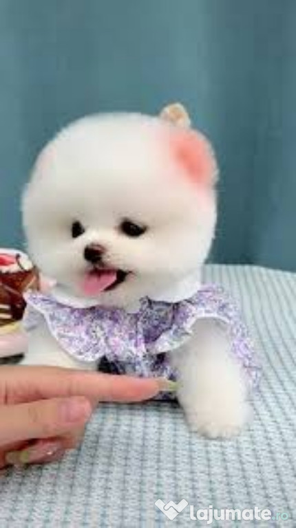 Pomeranian boo original jucărie cu suflet