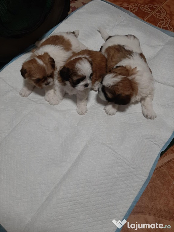 Catei shih tzu 5 saptamani