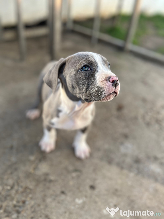 American Bully XL