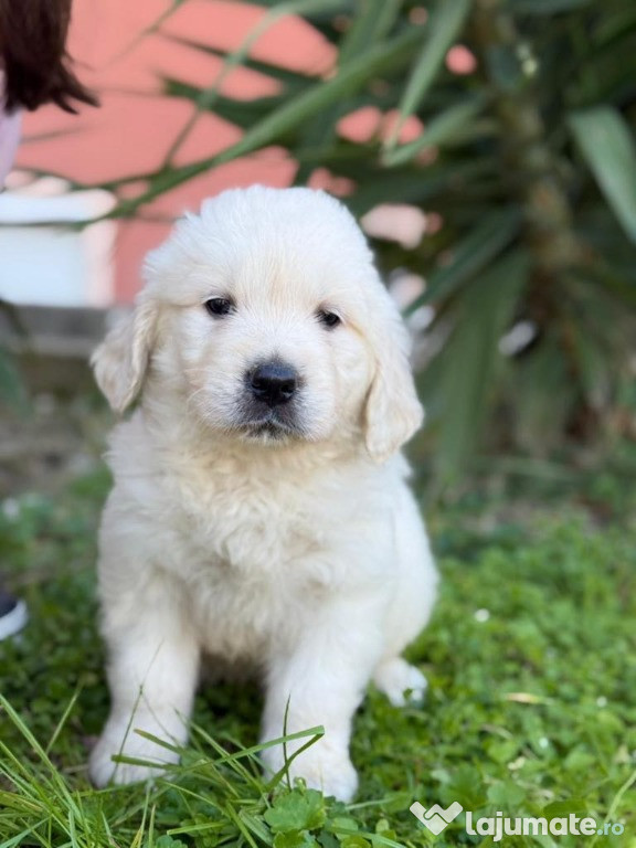 Pui Golden Retriever de vânzare