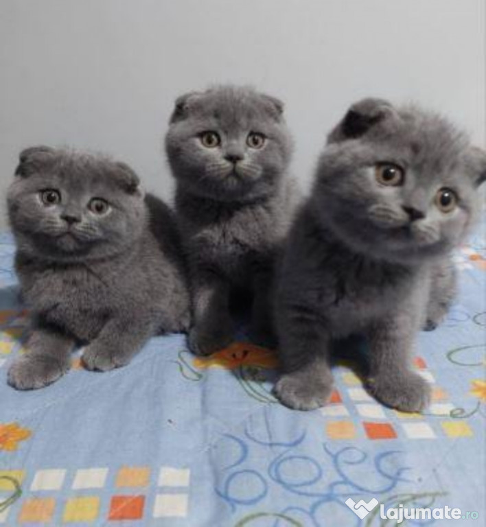 Scottish fold băieței și fetițe