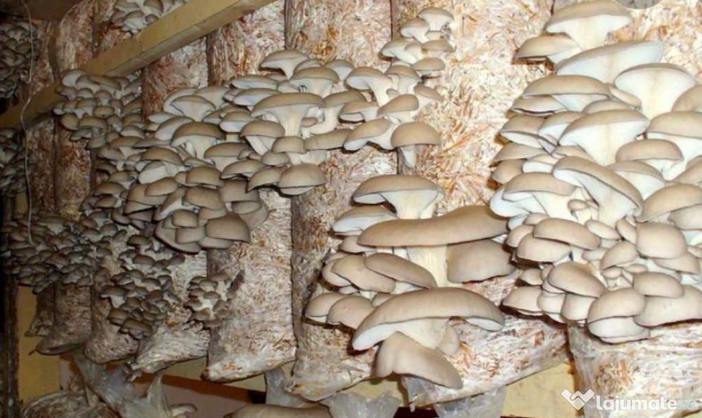 Compost ciuperci pleurotus