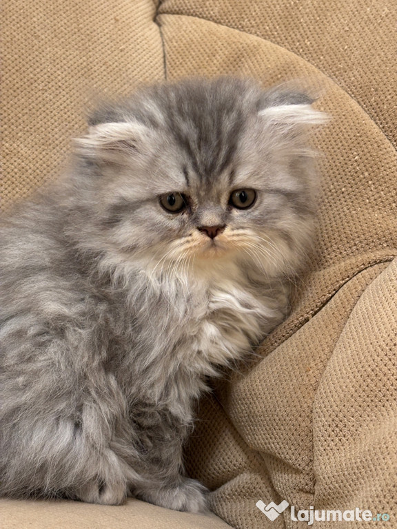 British shorthair tabby