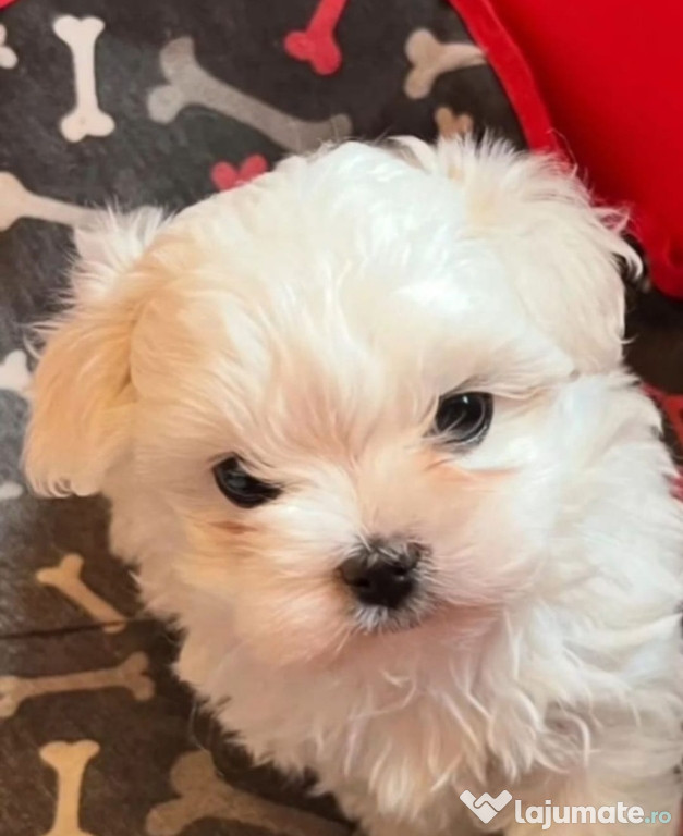 Bichon Maltez toy