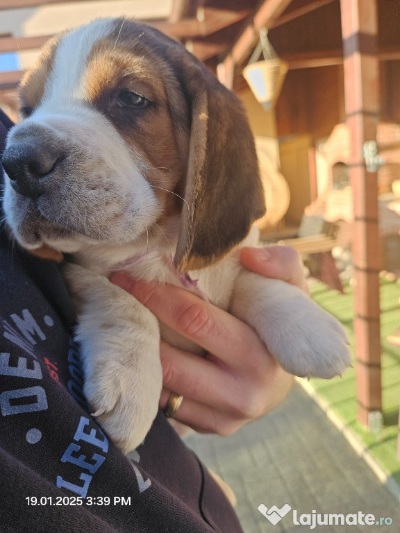 Pui Beagle, mascul, 6 saptamani