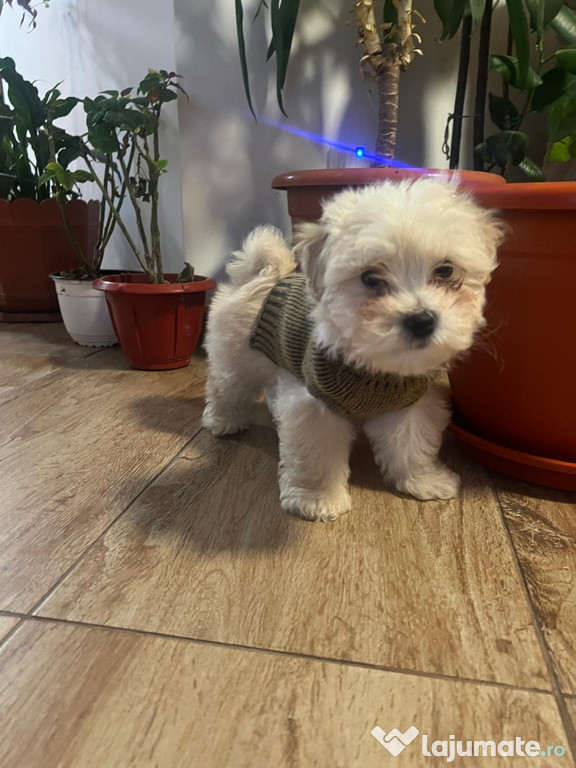 Bichon maltez băiețel