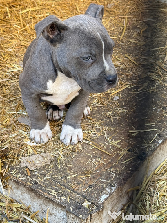 American Bully Femela și Masculul